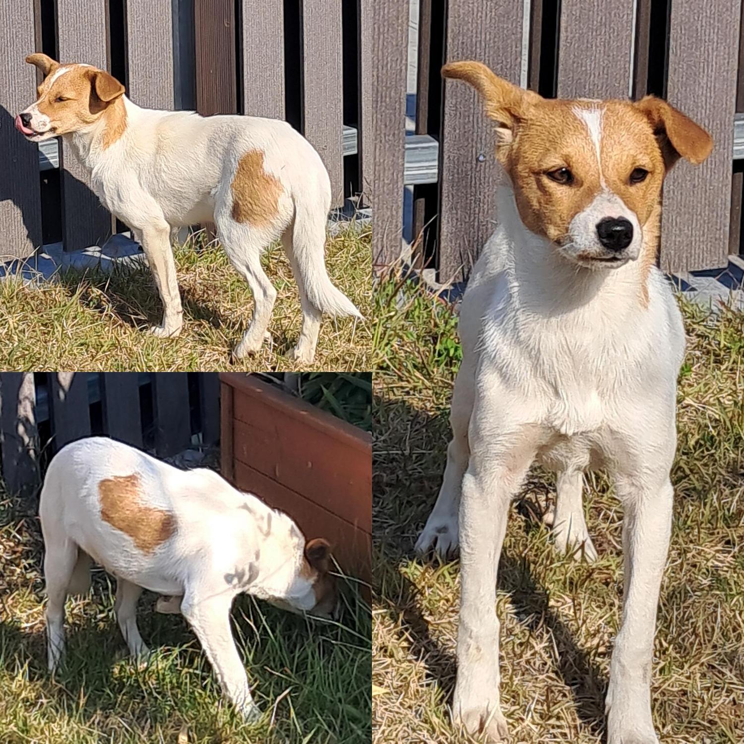 보호중 믹스견의 가…